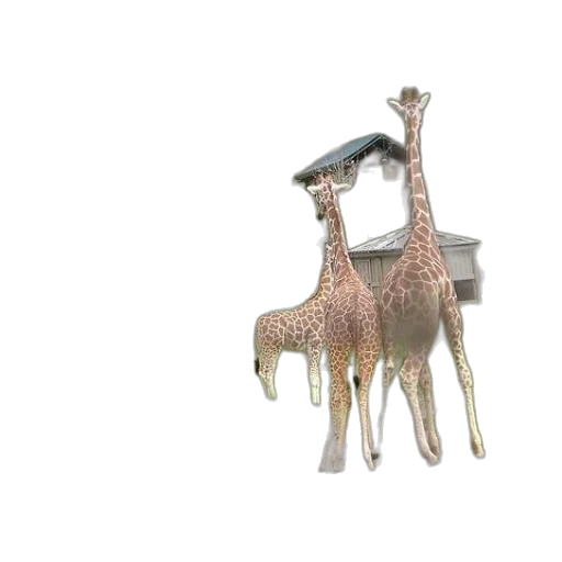 jewelry, animal, furniture, dragon transparent PNG cut-out