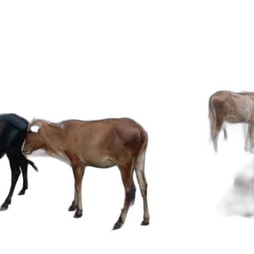 animal, creature, furniture, concept art transparent PNG cut-out