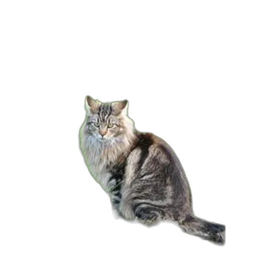 animal, creature, staff, hat transparent PNG cut-out