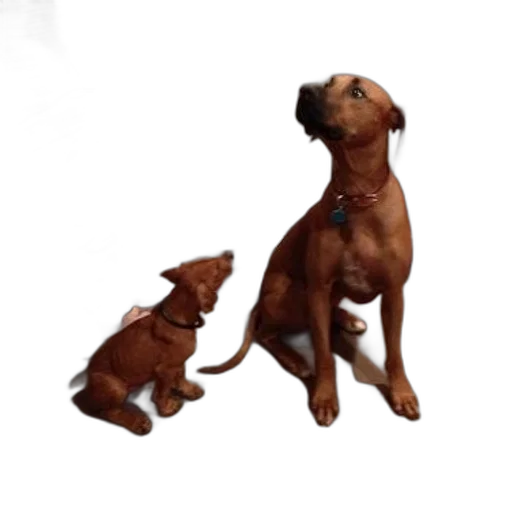 staff, animal, photorealistic, 3d render transparent PNG cut-out