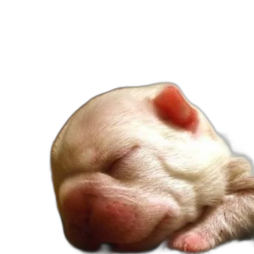 animal, face, creature, hair transparent PNG cut-out