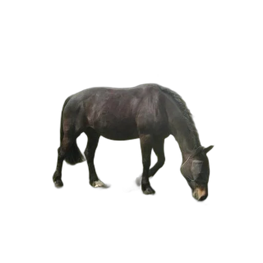 animal, creature, furniture, food transparent PNG cut-out