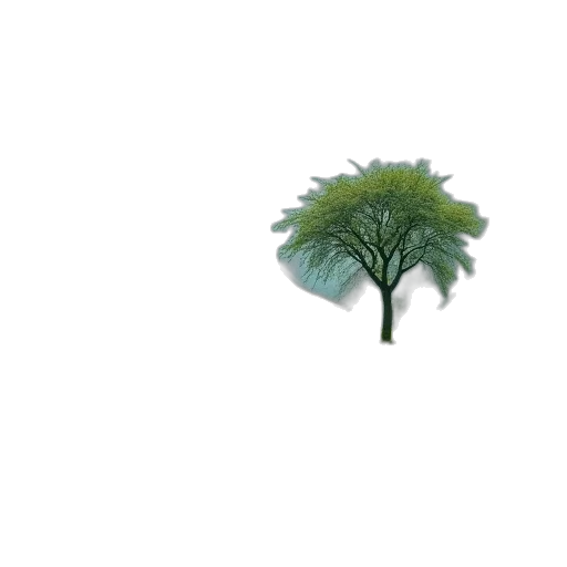tree, umbrella, hair, crown transparent PNG cut-out