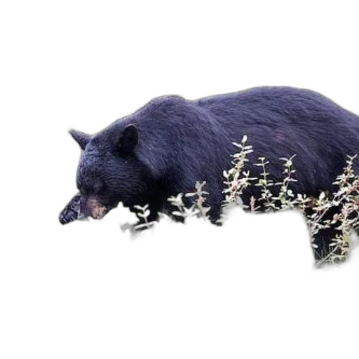 animal, creature, 3d render, photorealistic transparent PNG cut-out