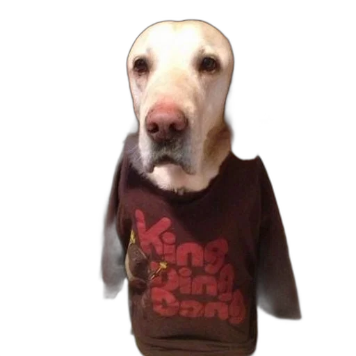 animal, jacket, staff, creature transparent PNG cut-out