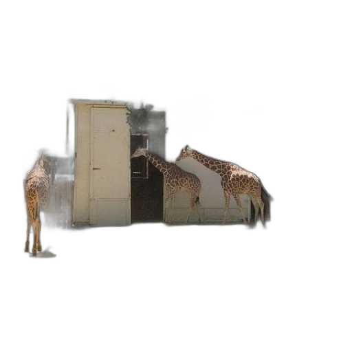 animal, furniture, creature, building transparent PNG cut-out