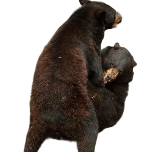 animal, creature, staff, two transparent PNG cut-out