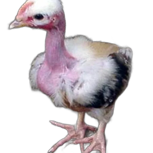 animal, creature, food, jewelry transparent PNG cut-out