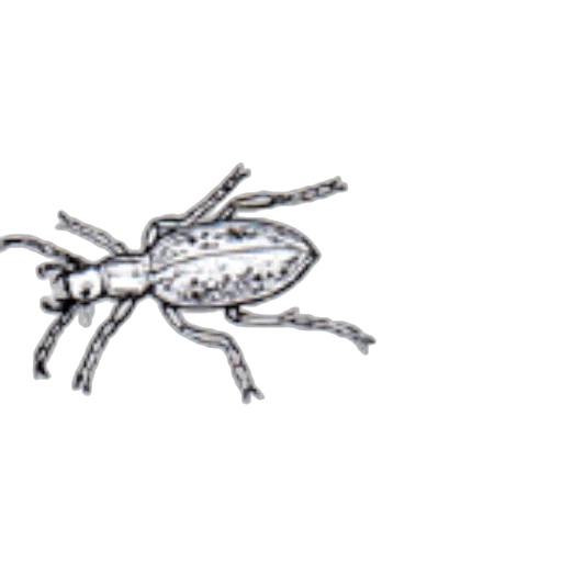 animal, creature, jewelry, crown transparent PNG cut-out