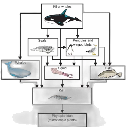 food, web, diagram, showing transparent PNG cut-out