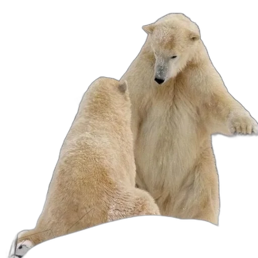 animal, furniture, creature, hat transparent PNG cut-out
