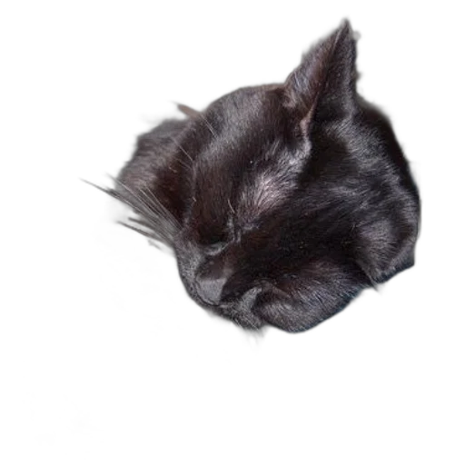 hair, animal, hat, face transparent PNG cut-out