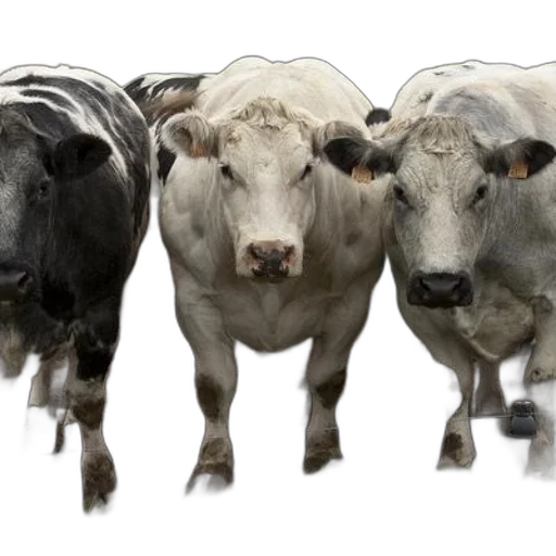 animal, photorealistic, three, cows transparent PNG cut-out