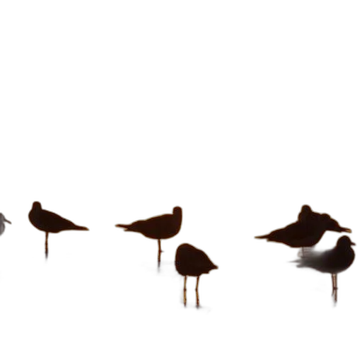 animal, shoes, staff, crown transparent PNG cut-out