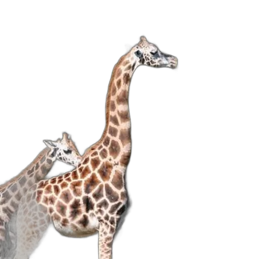 animal, concept art, 3d render, photorealistic transparent PNG cut-out