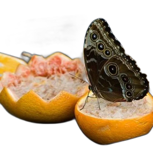 food, shoes, animal, creature transparent PNG cut-out