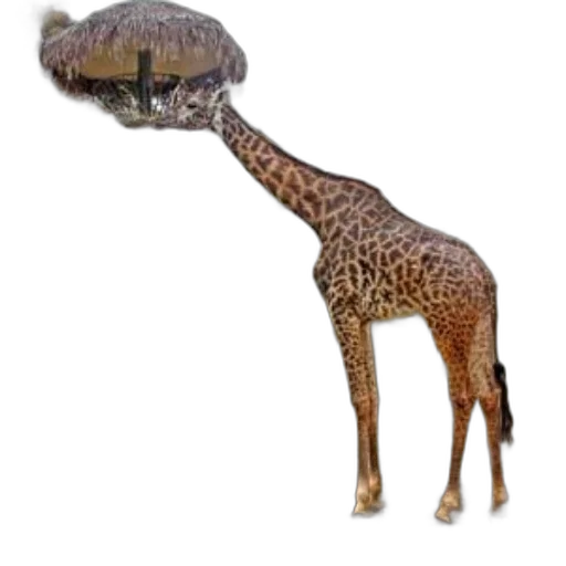 animal, creature, hat, staff transparent PNG cut-out