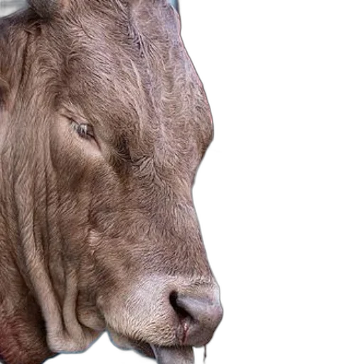 animal, face, creature, mask transparent PNG cut-out