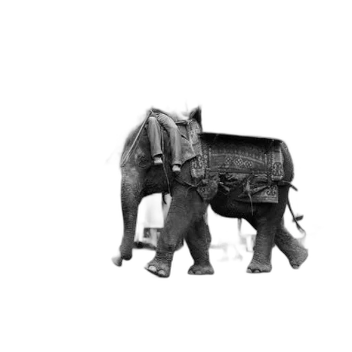 animal, furniture, car, creature transparent PNG cut-out