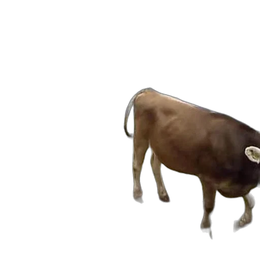 animal, creature, food, weapon transparent PNG cut-out