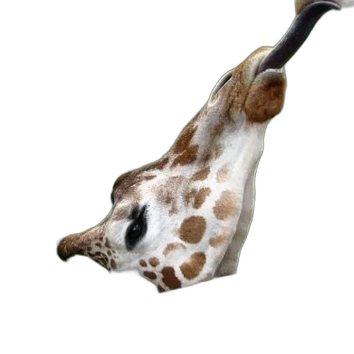 animal, creature, staff, umbrella transparent PNG cut-out