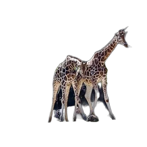 animal, creature, jewelry, crown transparent PNG cut-out