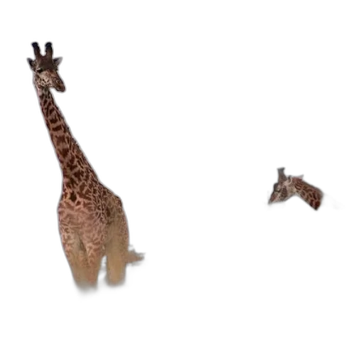 animal, creature, weapon, shoes transparent PNG cut-out