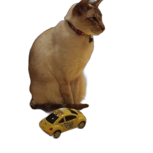 animal, shoes, car, robot transparent PNG cut-out