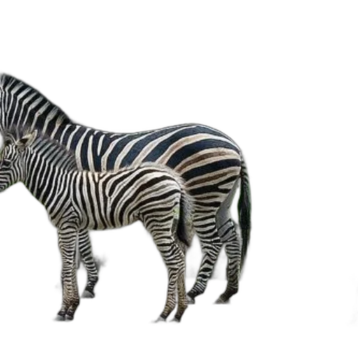 animal, creature, furniture, jewelry transparent PNG cut-out