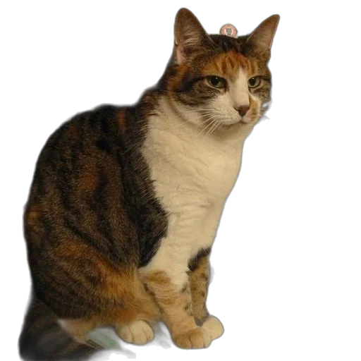 staff, animal, crown, hat transparent PNG cut-out