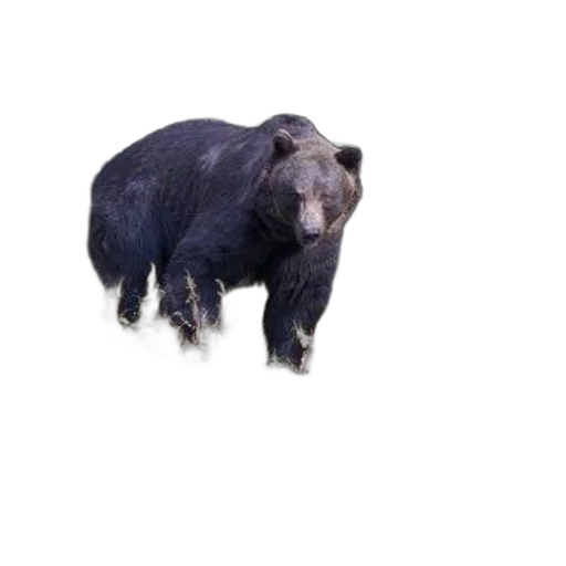 animal, creature, staff, face transparent PNG cut-out
