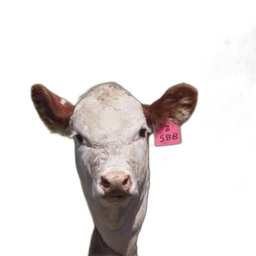 animal, face, mask, creature transparent PNG cut-out