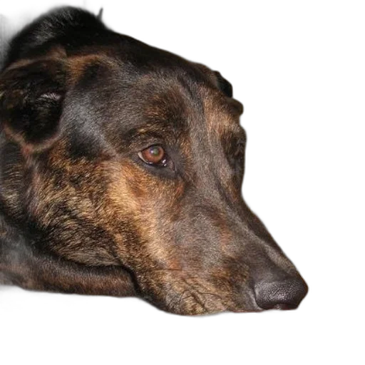 animal, face, creature, staff transparent PNG cut-out
