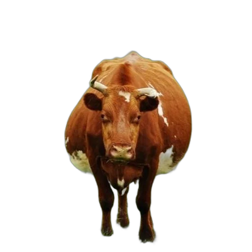 animal, mask, face, hat transparent PNG cut-out