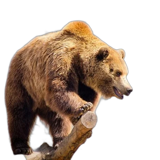 animal, staff, creature, photorealistic transparent PNG cut-out