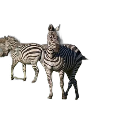 animal, creature, furniture, jewelry transparent PNG cut-out
