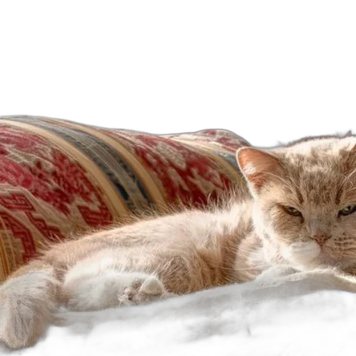 furniture, staff, animal, photorealistic transparent PNG cut-out