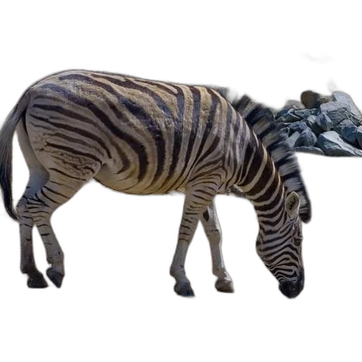 animal, creature, dragon, staff transparent PNG cut-out