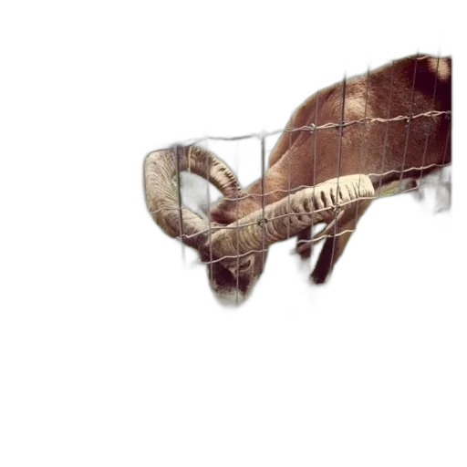 animal, weapon, creature, hair transparent PNG cut-out