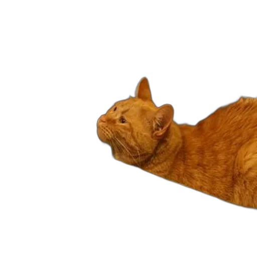 animal, creature, staff, furniture transparent PNG cut-out