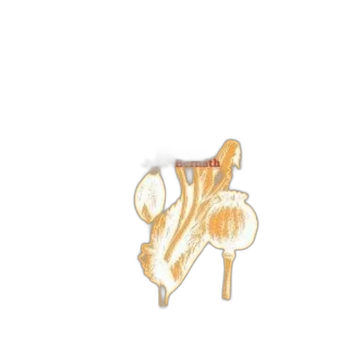 jewelry, flower, food, shoes transparent PNG cut-out