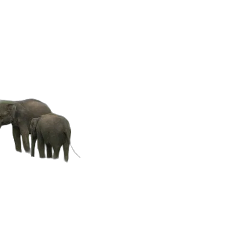 animal, creature, weapon, furniture transparent PNG cut-out