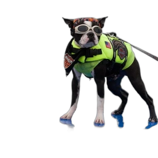 animal, creature, jacket, staff transparent PNG cut-out