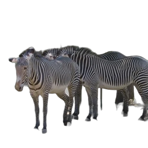 animal, creature, furniture, jewelry transparent PNG cut-out
