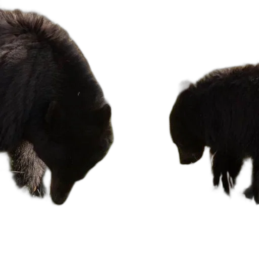 hair, animal, hat, crown transparent PNG cut-out