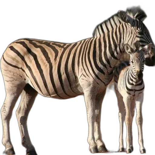 animal, creature, staff, 3d render transparent PNG cut-out