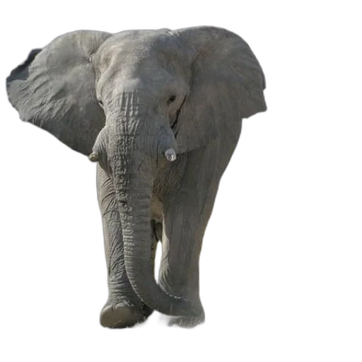 animal, creature, face, hat transparent PNG cut-out