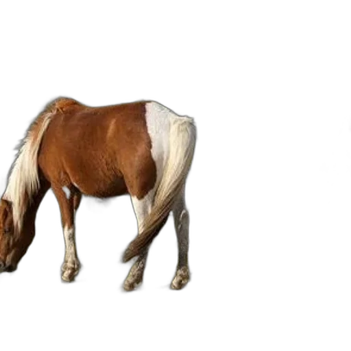 animal, hair, creature, weapon transparent PNG cut-out
