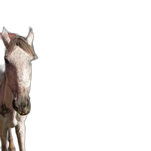 animal, creature, 3d render, photorealistic transparent PNG cut-out