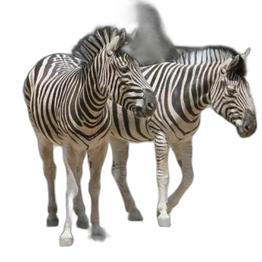 animal, creature, jewelry, furniture transparent PNG cut-out